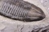 Trimerus delphinocephalus (Green 1832)  Silurien  Rodchester shale  Middleport, New York  USA