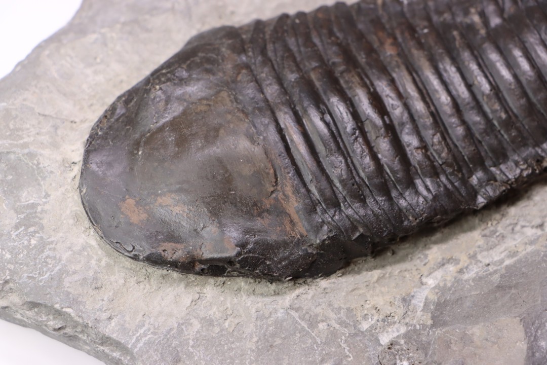 Trimerus delphinocephalus (Green 1832)  Silurien  Rodchester shale  Middleport, New York  USA