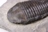 Trimerus delphinocephalus (Green 1832) Silurien Rodchester shale Middleport, New York USA