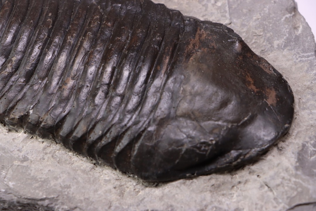 Trimerus delphinocephalus (Green 1832)  Silurien  Rodchester shale  Middleport, New York  USA