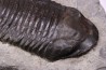 Trimerus delphinocephalus (Green 1832) Silurien Rodchester shale Middleport, New York USA