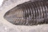 Trimerus delphinocephalus (Green 1832) Silurien Rodchester shale Middleport, New York USA