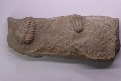Gravicalymene celebra  Silurien inférieur (Llandovery)  Cedarville Dolomite fmt  ,Miami County, Ohio, USA