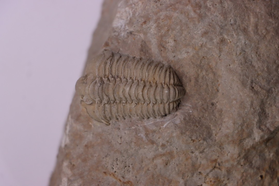 Gravicalymene celebra  Silurien inférieur (Llandovery)  Cedarville Dolomite fmt  ,Miami County, Ohio, USA