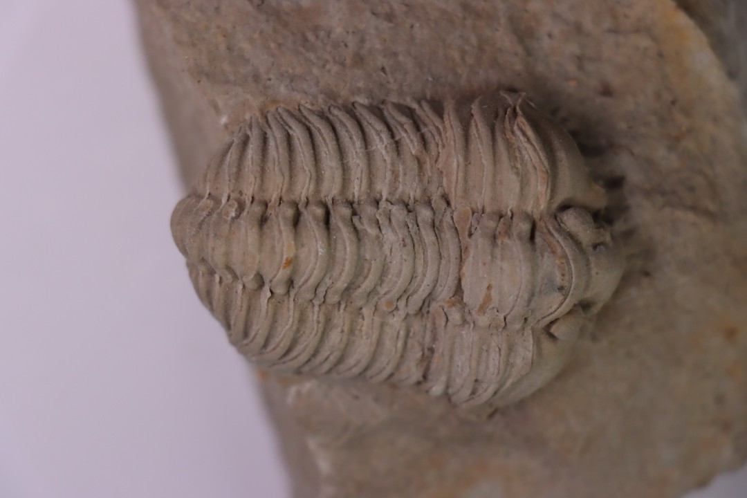 Gravicalymene celebra  Silurien inférieur (Llandovery)  Cedarville Dolomite fmt  ,Miami County, Ohio, USA