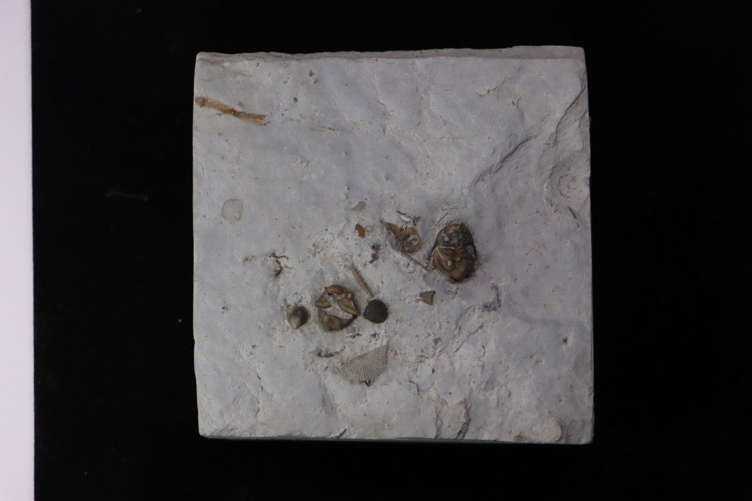calymene breviceps cyphaspis chrityi silurian Waldron Shale Waldron, indiana, USA