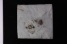 calymene breviceps cyphaspis chrityi silurian Waldron Shale Waldron, indiana, USA