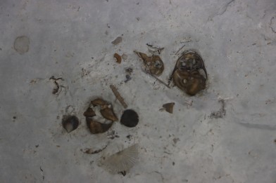 calymene breviceps cyphaspis chrityi silurian Waldron Shale Waldron, indiana, USA