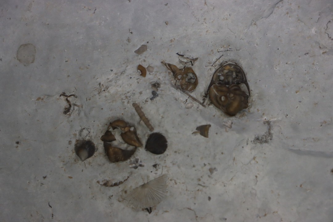 calymene breviceps cyphaspis chrityi silurian Waldron Shale Waldron, indiana, USA