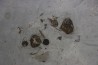 calymene breviceps cyphaspis chrityi silurian Waldron Shale Waldron, indiana, USA