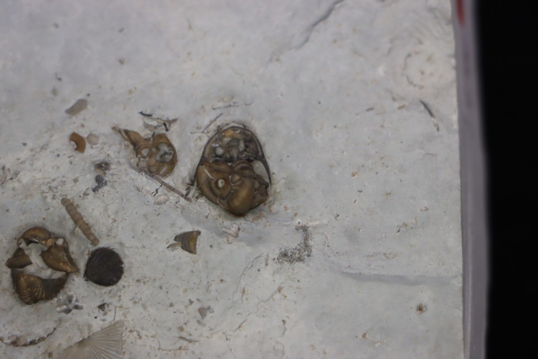 calymene breviceps cyphaspis chrityi silurian Waldron Shale Waldron, indiana, USA