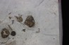 calymene breviceps cyphaspis chrityi silurian Waldron Shale Waldron, indiana, USA