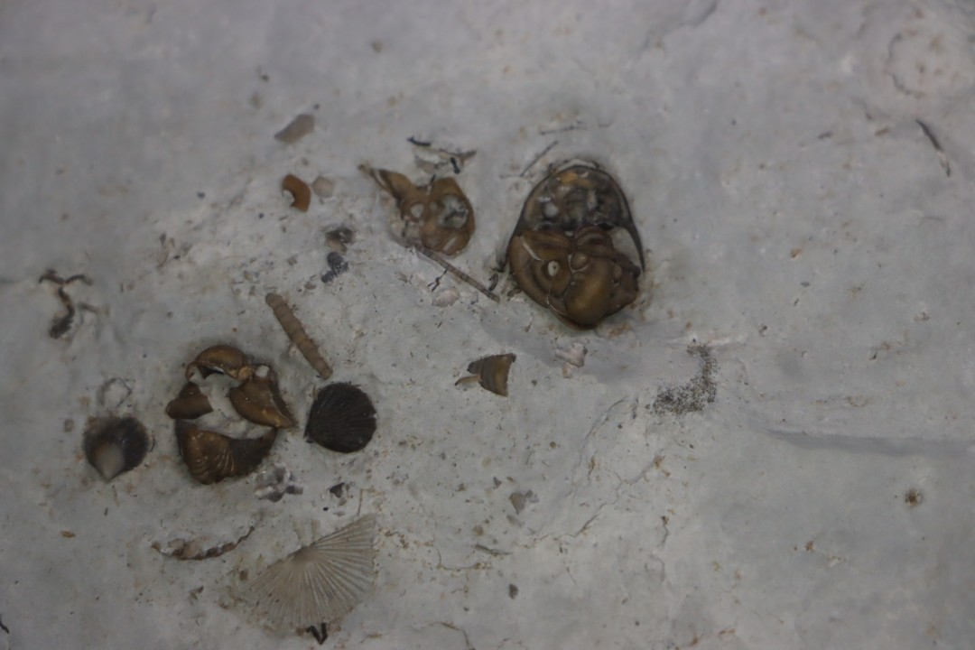calymene breviceps cyphaspis chrityi silurian Waldron Shale Waldron, indiana, USA