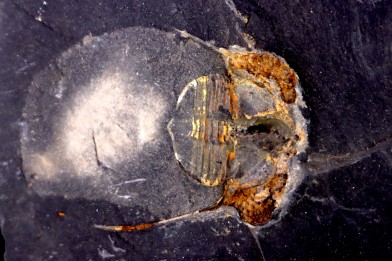 Marrolithus bureaui - Llandelo inferieur - Andouillé - la Touche, 53 - FRANCE - FRANCE