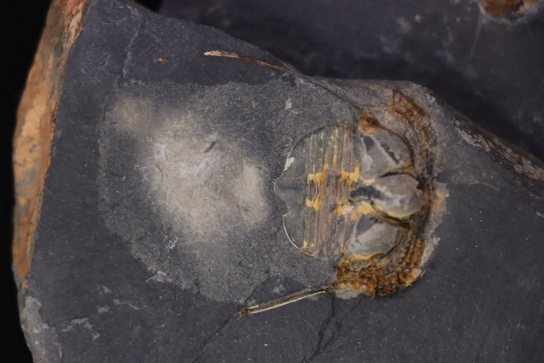 Marrolithus bureaui  Llandelo inferieur  Andouillé - la Touche, 53 - FRANCE