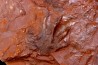 empreinte d'amphibien  anthichnium salamandroides  Permien  bassin de saint Affrique –  région de Millau (12) FRANCE
