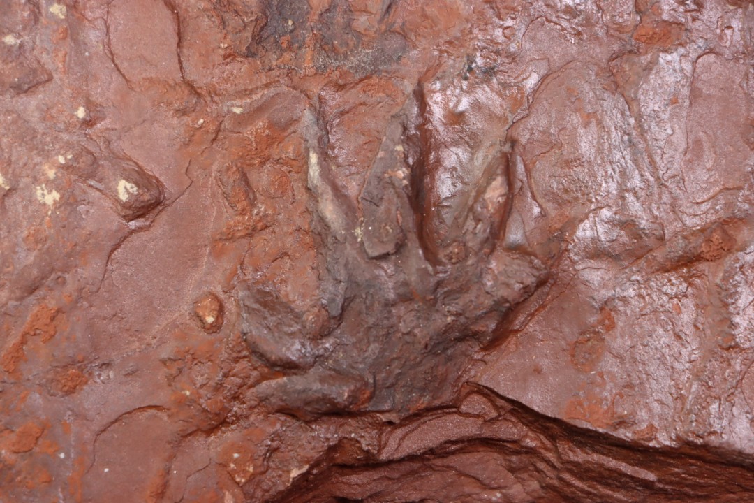 empreinte d'amphibien  anthichnium salamandroides  Permien  bassin de saint Affrique –  région de Millau (12) FRANCE