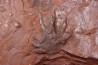 AMPHIBIAN foot print :  anthichnium salamandroides  Permian  bassin de saint Affrique –  Millau area (12) FRANCE