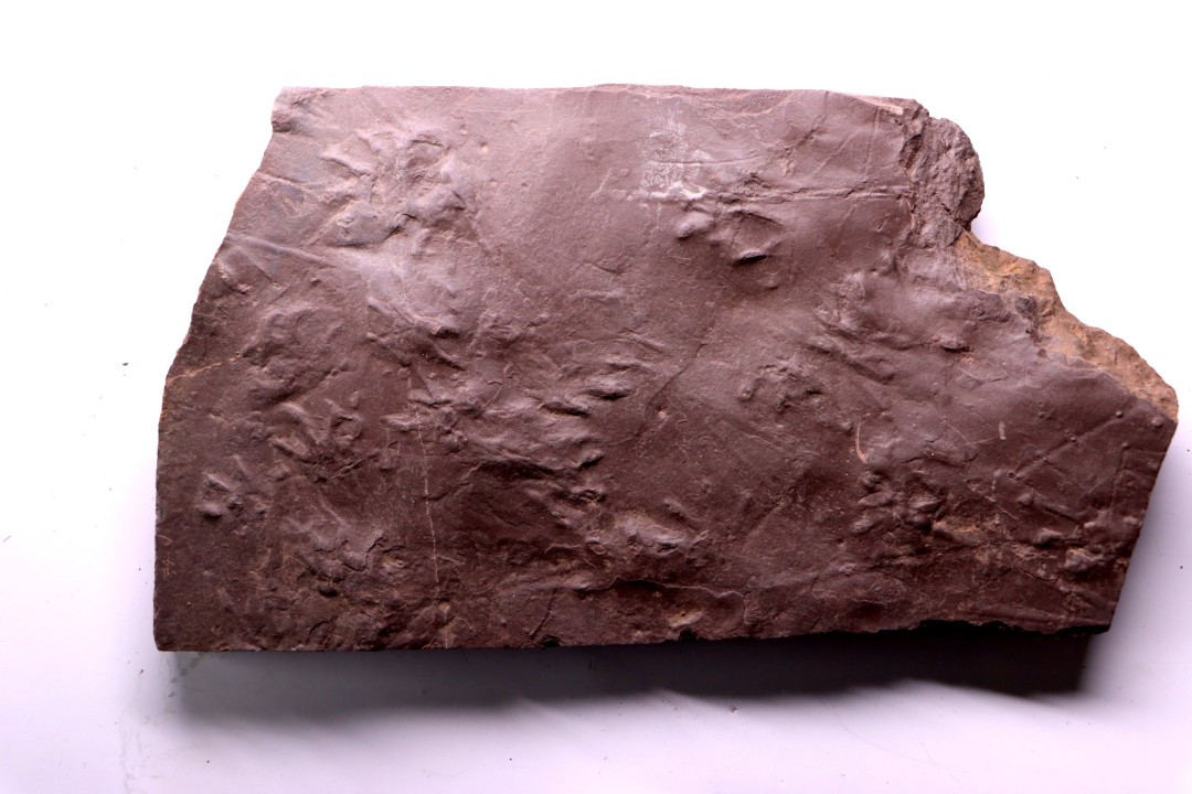 AMPHIBIAN foot print :  anthichnium salamandroides  Permian  bassin de saint Affrique –  Millau area (12) FRANCE