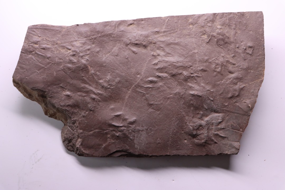 AMPHIBIAN foot print :  anthichnium salamandroides  Permian  bassin de saint Affrique –  Millau area (12) FRANCE