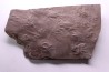 AMPHIBIAN foot print :  anthichnium salamandroides  Permian  bassin de saint Affrique –  Millau area (12) FRANCE