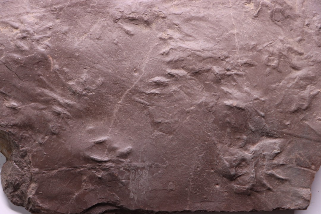 AMPHIBIAN foot print :  anthichnium salamandroides  Permian  bassin de saint Affrique –  Millau area (12) FRANCE