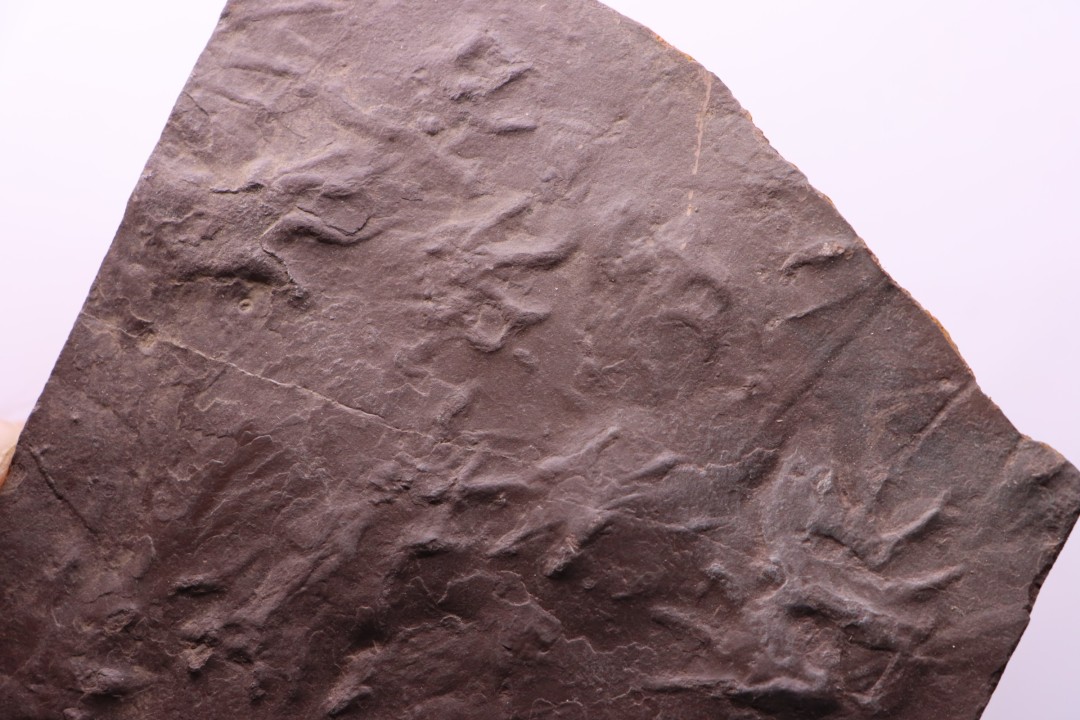 empreinte d'amphibien  anthichnium salamandroides  Permien  bassin de saint Affrique –  région de Millau (12) FRANCE