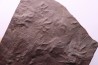 AMPHIBIAN foot print :  anthichnium salamandroides  Permian  bassin de saint Affrique –  Millau area (12) FRANCE