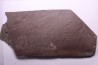 AMPHIBIAN foot print :  anthichnium salamandroides  Permian  bassin de saint Affrique –  Millau area (12) FRANCE
