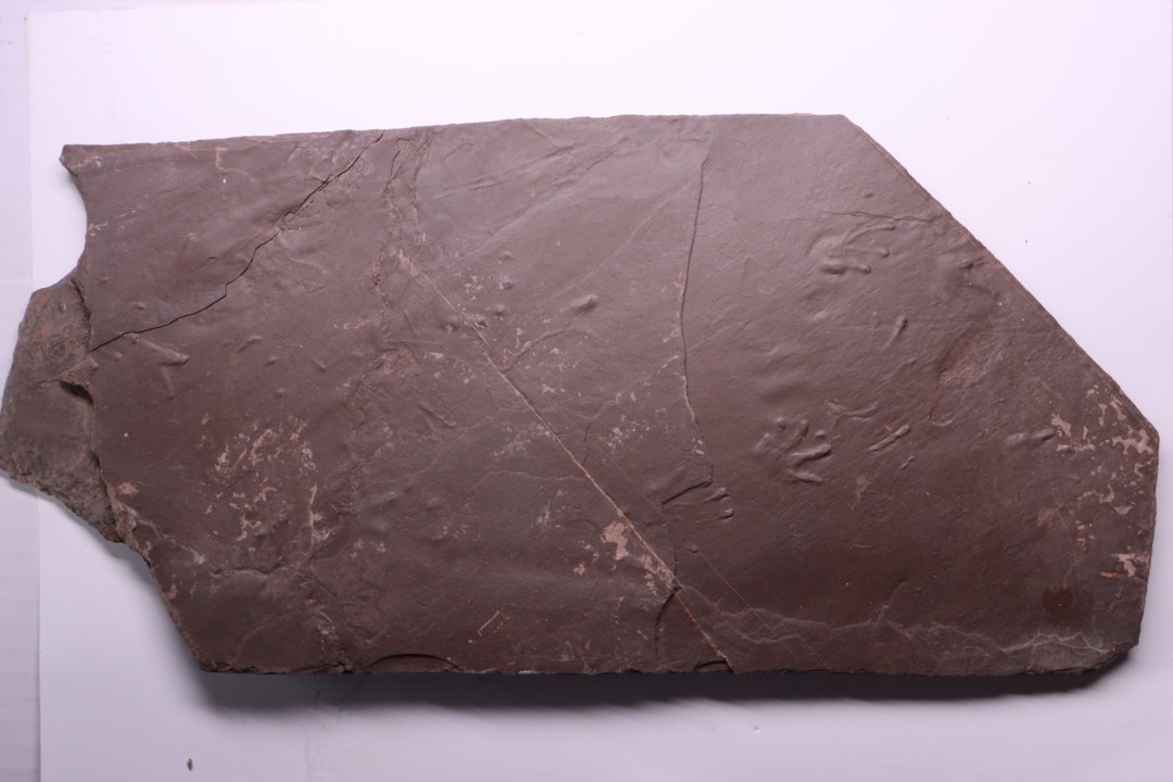 empreinte d'amphibien  anthichnium salamandroides  Permien  bassin de saint Affrique –  région de Millau (12) FRANCE