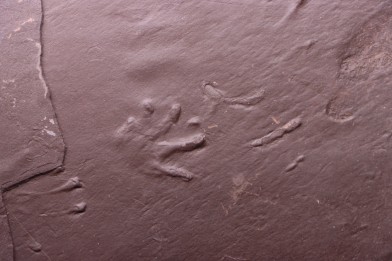 AMPHIBIAN foot print :  anthichnium salamandroides  Permian  bassin de saint Affrique –  Millau area (12) FRANCE