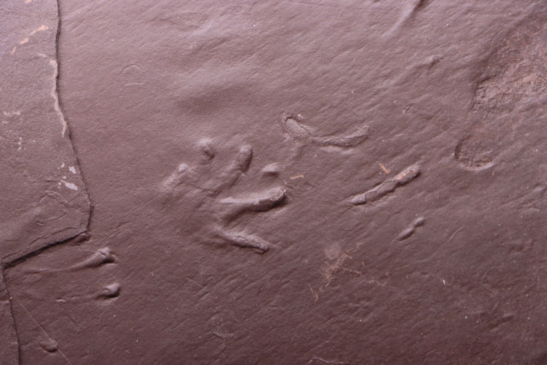 empreinte d'amphibien  anthichnium salamandroides  Permien  bassin de saint Affrique –  région de Millau (12) FRANCE