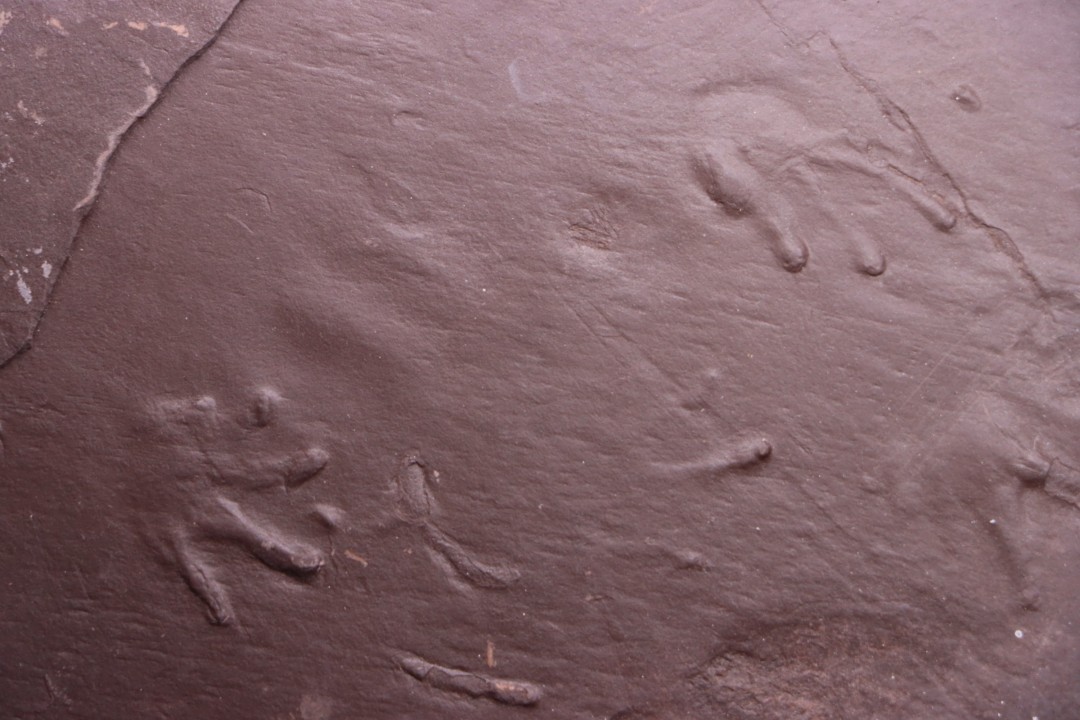 AMPHIBIAN foot print :  anthichnium salamandroides  Permian  bassin de saint Affrique –  Millau area (12) FRANCE