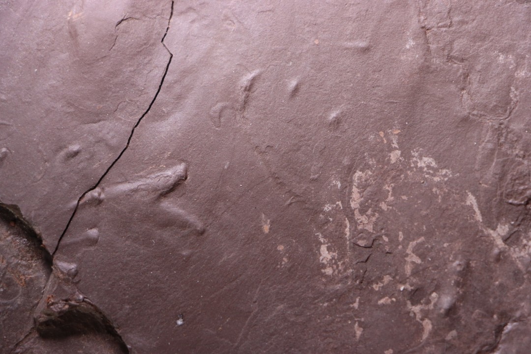 AMPHIBIAN foot print :  anthichnium salamandroides  Permian  bassin de saint Affrique –  Millau area (12) FRANCE