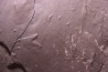 AMPHIBIAN foot print :  anthichnium salamandroides  Permian  bassin de saint Affrique –  Millau area (12) FRANCE