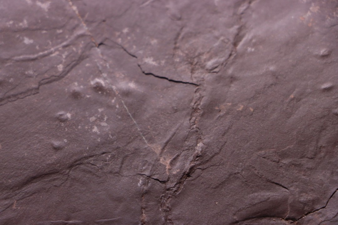 AMPHIBIAN foot print :  anthichnium salamandroides  Permian  bassin de saint Affrique –  Millau area (12) FRANCE