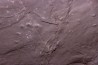 AMPHIBIAN foot print :  anthichnium salamandroides  Permian  bassin de saint Affrique –  Millau area (12) FRANCE