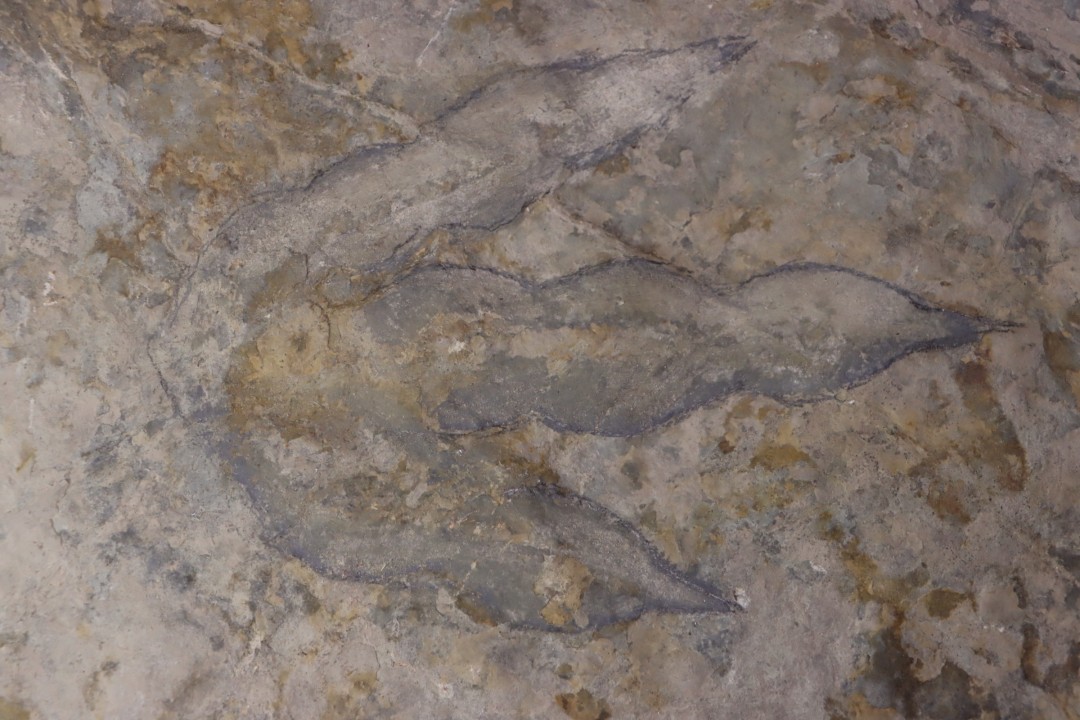 dinosaur foot print : Grallator variabilis