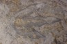 dinosaur foot print : Grallator variabilis