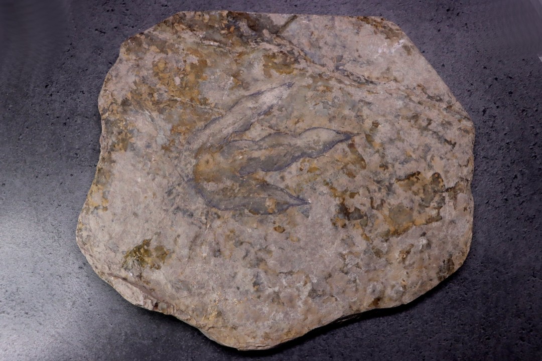 dinosaur foot print : Grallator variabilis