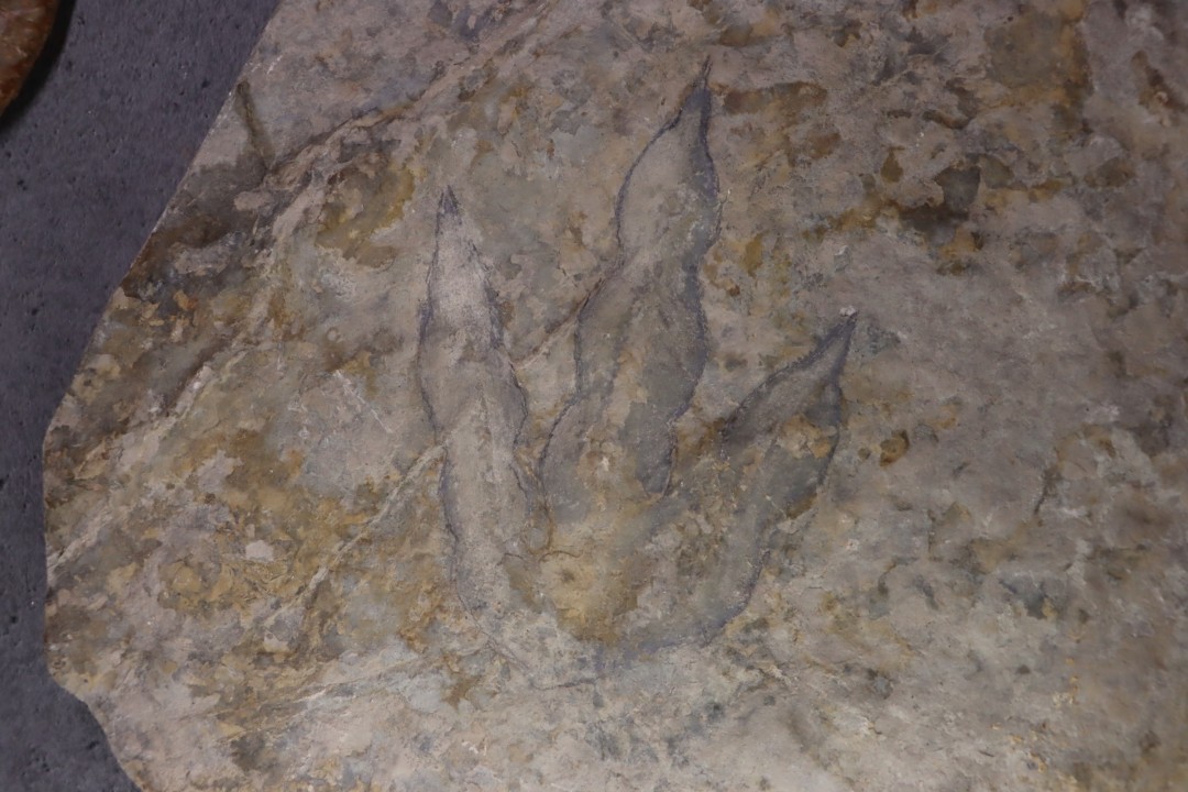 dinosaur foot print : Grallator variabilis