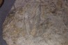 dinosaur foot print : Grallator variabilis