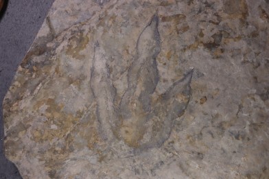 dinosaur foot print : Grallator variabilis