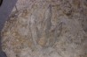 empreinte de dinosaure Grallator variabilis