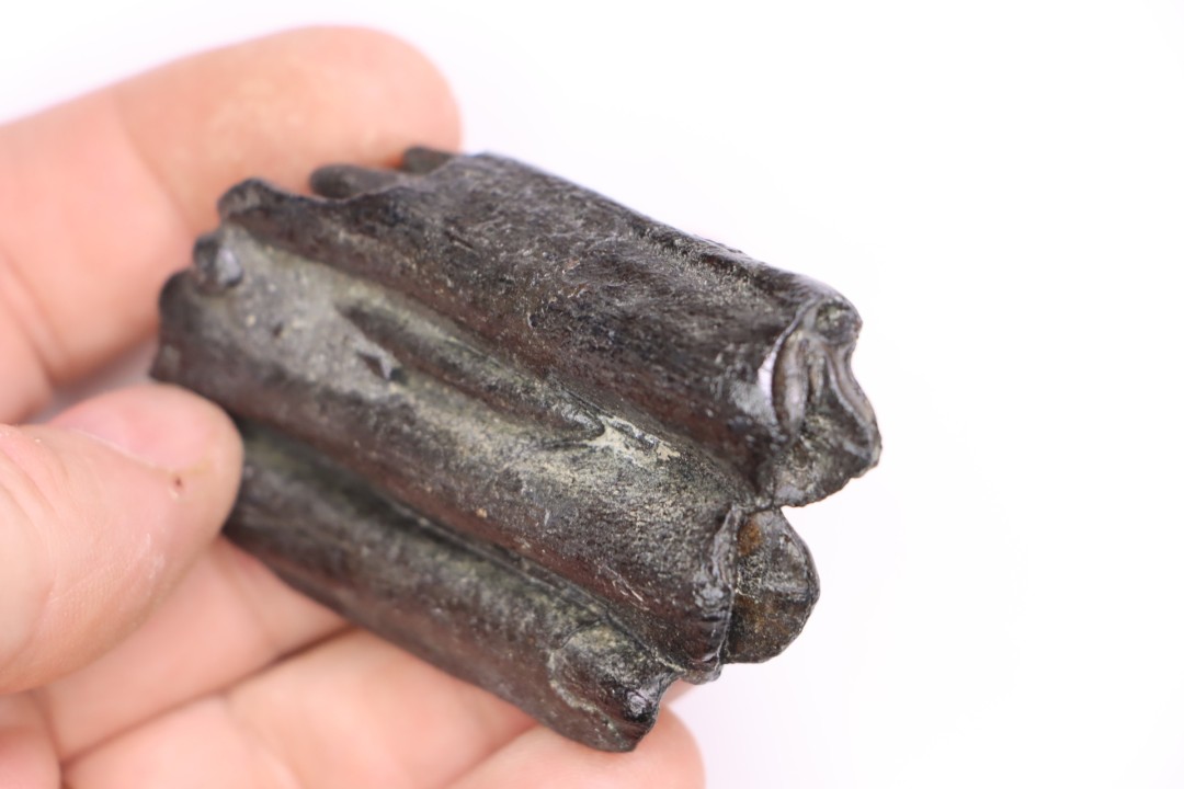 Equus complicatus tooth  Pleistocene   Beaufort County, South Carolina, United States