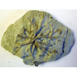 Eucalyptocrinus crassus (1)