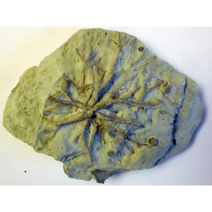 Eucalyptocrinus crassus (1)