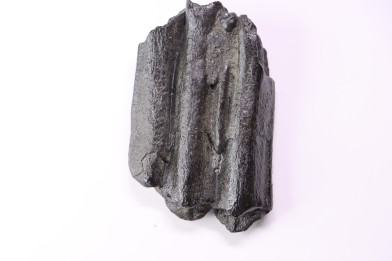 Equus complicatus tooth  Pleistocene   Beaufort County, South Carolina, United States