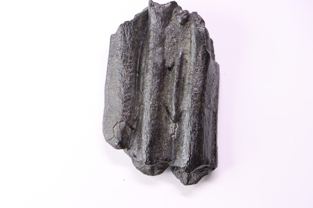 Equus complicatus tooth  Pleistocene   Beaufort County, South Carolina, United States