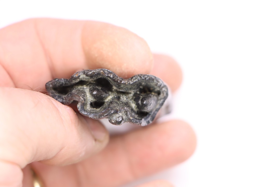Equus complicatus tooth  Pleistocene   Beaufort County, South Carolina, United States